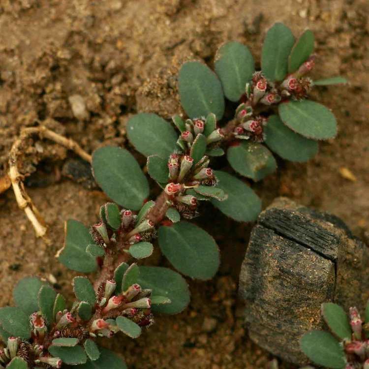 Euphorbia prostrata growing on the ground