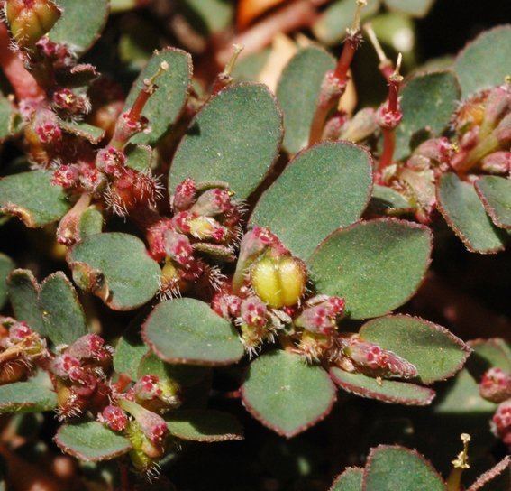 Euphorbia prostrata with visible fruits