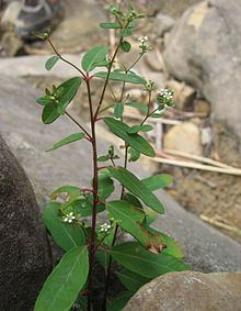 Euphorbia pubentissima httpsuploadwikimediaorgwikipediacommonsthu