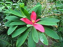Euphorbia punicea httpsuploadwikimediaorgwikipediacommonsthu