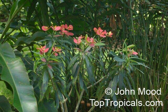Euphorbia punicea Euphorbia punicea Jamaican Poinsettia TopTropicalscom