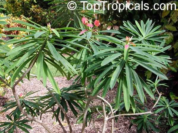 Euphorbia punicea Euphorbia punicea Jamaican Poinsettia TopTropicalscom