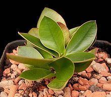 Euphorbia quartziticola httpsuploadwikimediaorgwikipediacommonsthu