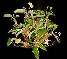 Euphorbia razafindratsirae httpsuploadwikimediaorgwikipediacommonsthu