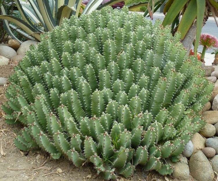 Euphorbia resinifera Moroccan Mound or Euphorbia resinifera