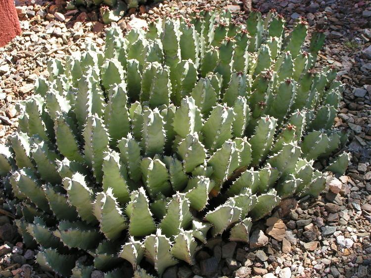 Euphorbia resinifera Euphorbia resinifera Horticulture in the Desert