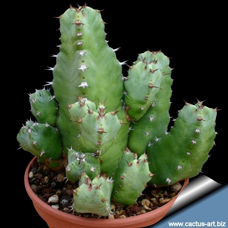 Euphorbia resinifera Euphorbia resinifera