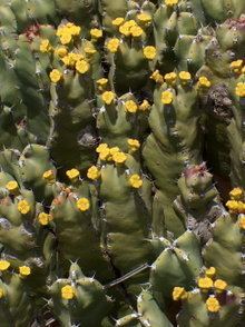 Euphorbia resinifera httpsuploadwikimediaorgwikipediacommonsthu