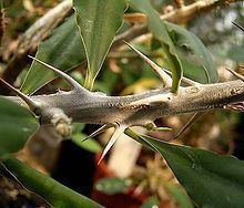 Euphorbia retrospina httpsuploadwikimediaorgwikipediacommonsthu