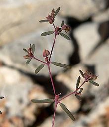 Euphorbia revoluta httpsuploadwikimediaorgwikipediacommonsthu