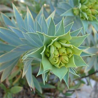 Euphorbia rigida Euphorbia rigida Buy Online at Annie39s Annuals