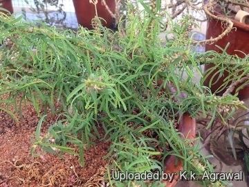 Euphorbia rossii Euphorbia rossii