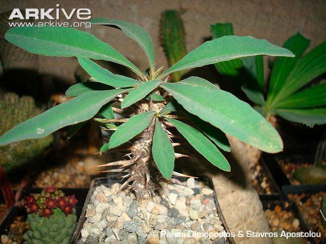 Euphorbia rossii Euphorbia videos photos and facts Euphorbia rossii ARKive