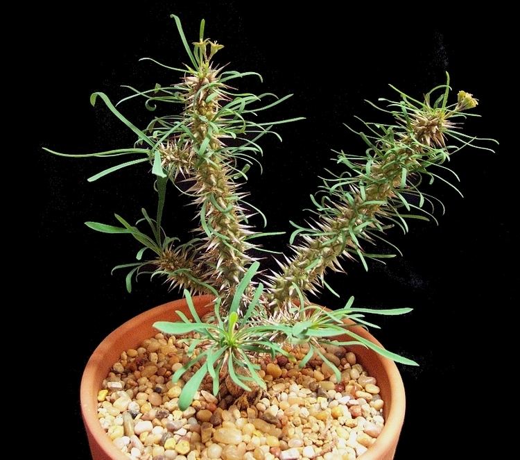 Euphorbia rossii Euphorbia