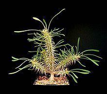 Euphorbia rossii httpsuploadwikimediaorgwikipediacommonsthu
