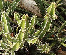 Euphorbia rowlandii httpsuploadwikimediaorgwikipediacommonsthu