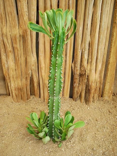 Euphorbia royleana httpsarizonacactussalescomwpcontentuploads