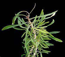 Euphorbia sakarahaensis httpsuploadwikimediaorgwikipediacommonsthu