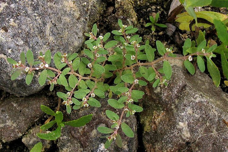 Euphorbia serpyllifolia Wildflowers NPS SAMO NRA Chamaesyce serpyllifolia ssp