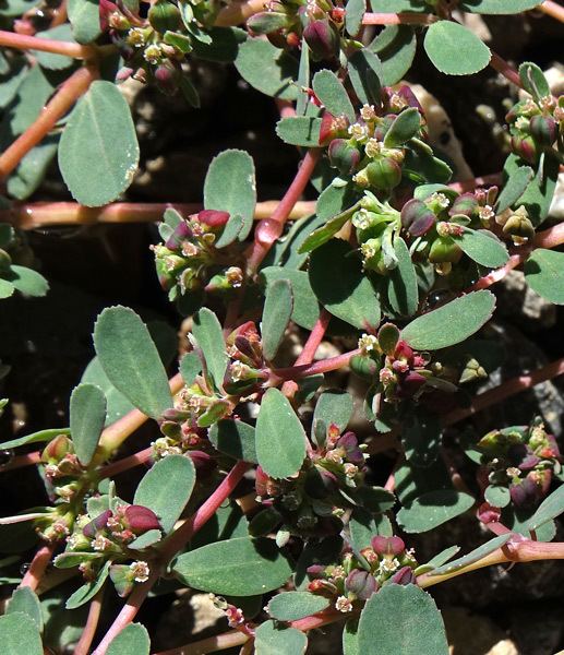 Euphorbia serpyllifolia Southwest Colorado Wildflowers Euphorbia