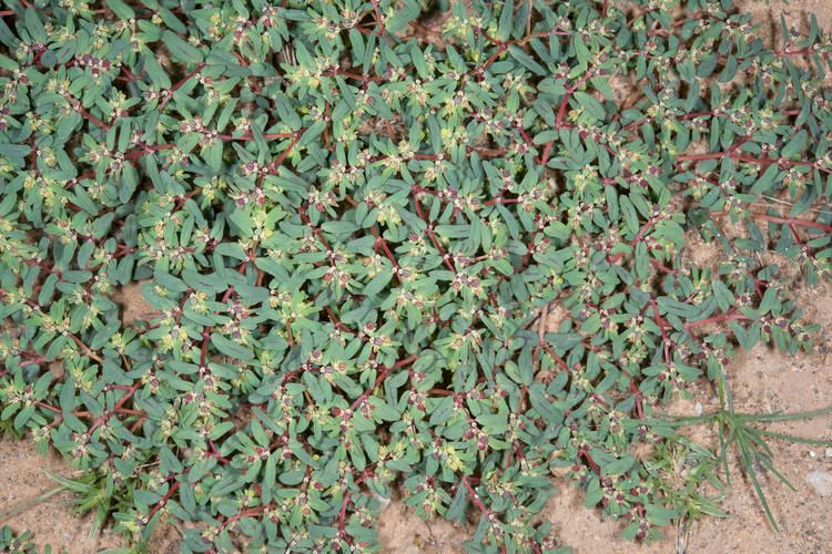 Euphorbia serpyllifolia Euphorbia serpyllifolia Thymeleaf Sandmat
