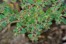Euphorbia serpyllifolia httpsuploadwikimediaorgwikipediacommonsthu