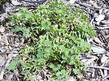 Euphorbia skottsbergii httpsuploadwikimediaorgwikipediacommonsthu