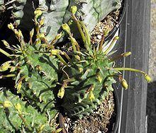 Euphorbia spiralis httpsuploadwikimediaorgwikipediacommonsthu