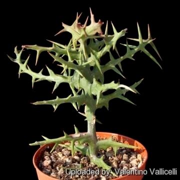 Euphorbia stenoclada wwwlliflecomEncyclopediaSUCCULENTSFamilyEuph