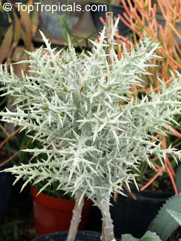 Euphorbia stenoclada Euphorbia stenoclada Silver Thicket TopTropicalscom