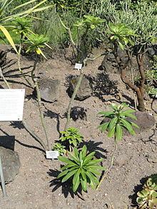Euphorbia stygiana httpsuploadwikimediaorgwikipediacommonsthu