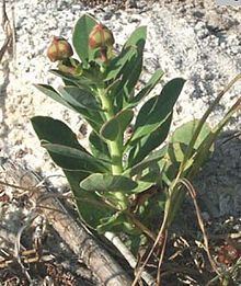 Euphorbia telephioides httpsuploadwikimediaorgwikipediacommonsthu