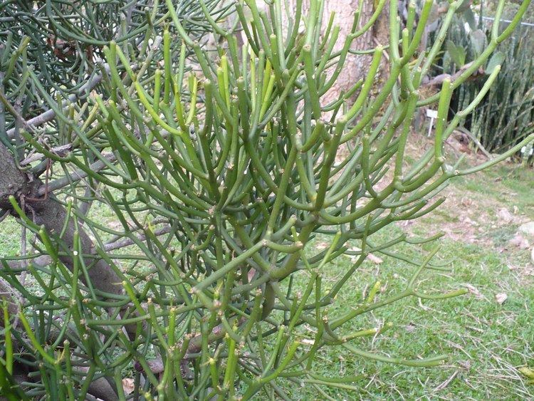 Euphorbia tirucalli Euphorbia tirucalli Euphorbiaceae image 34924 at PlantSystematicsorg