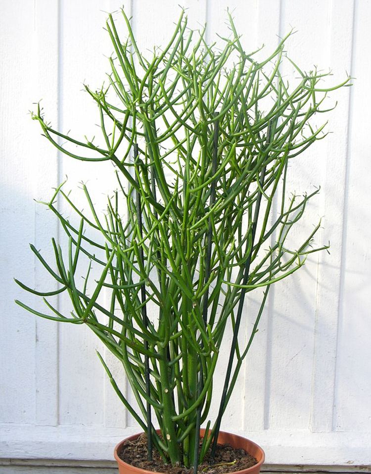 Euphorbia tirucalli SCVNewscom OpinionCommentary Can Garden Plants Kill You 06