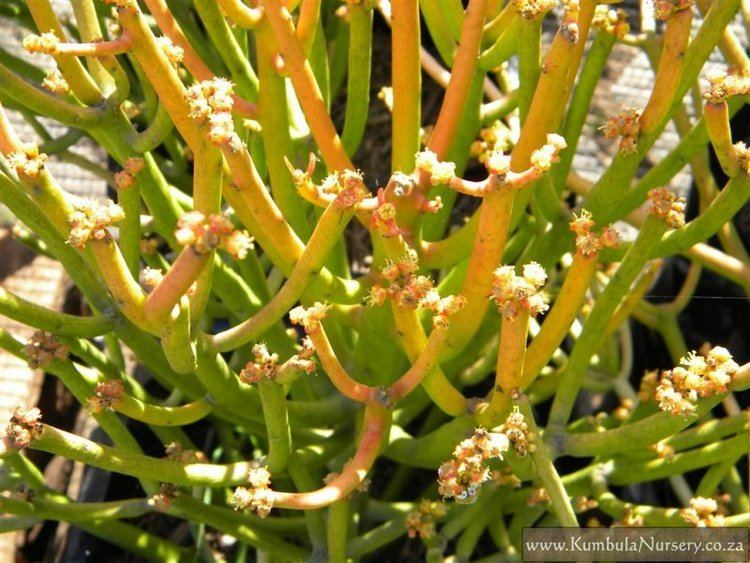 Euphorbia tirucalli Euphorbia tirucalli cultivar Rosea Kumbula Indigenous Nursery