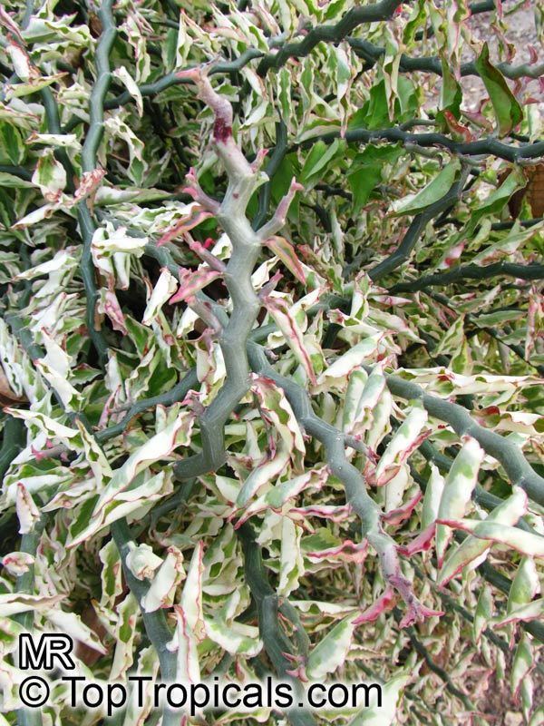 Euphorbia tithymaloides Euphorbia tithymaloides Pedilanthus tithymaloides Devil39s backbone