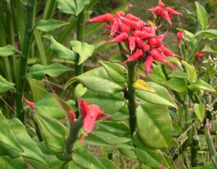 Euphorbia tithymaloides httpsuploadwikimediaorgwikipediacommons55