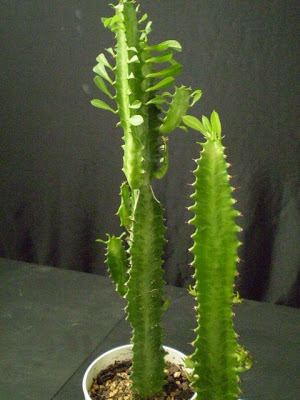 Euphorbia trigona Plants are the Strangest People Paranoiac Euphorbia trigona