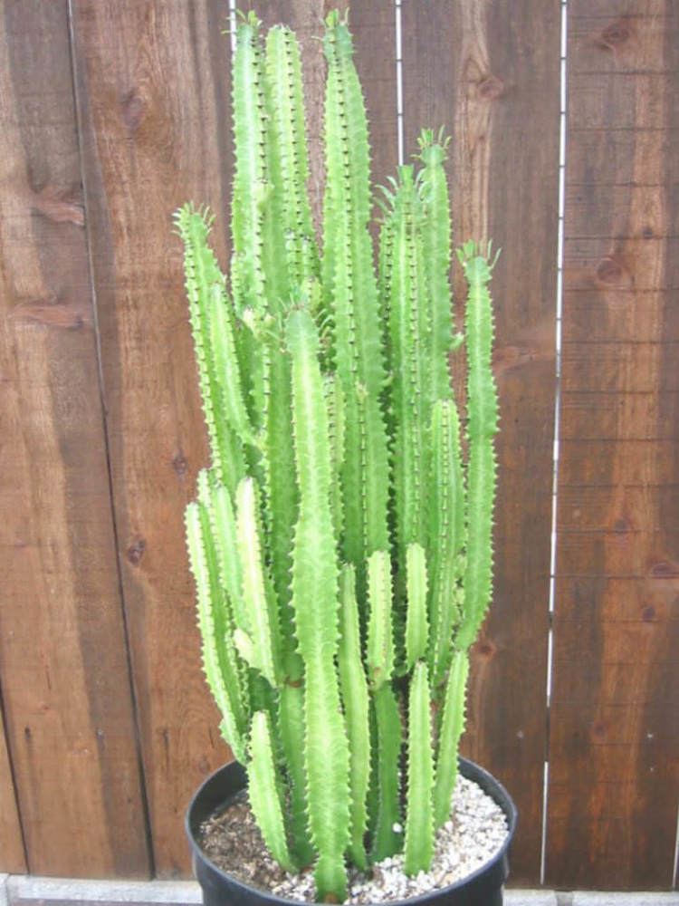 Euphorbia trigona worldofsucculentscomwpcontentuploads201405E