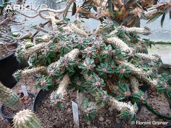 Euphorbia tulearensis cdn2arkiveorgmedia8888709FD325224DE38C4EC