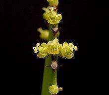 Euphorbia vajravelui httpsuploadwikimediaorgwikipediacommonsthu