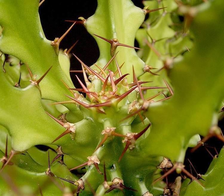 Euphorbia wakefieldii
