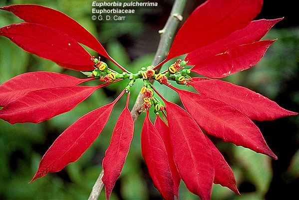 Euphorbiaceae Flowering Plant Families UH Botany