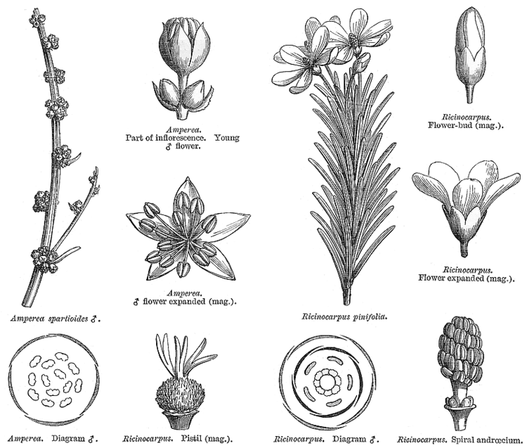 Euphorbiaceae Angiosperm families Euphorbiaceae Juss