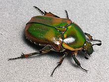 Euphoria (beetle) httpsuploadwikimediaorgwikipediacommonsthu