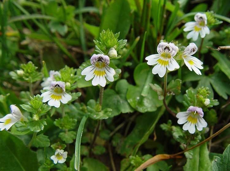 Euphrasia Euphrasia Officinalis NutraWiki