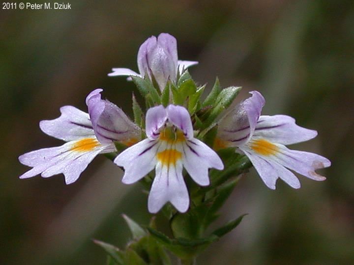 Euphrasia Euphrasia officinalis Tartary Eyebright Minnesota Wildflowers