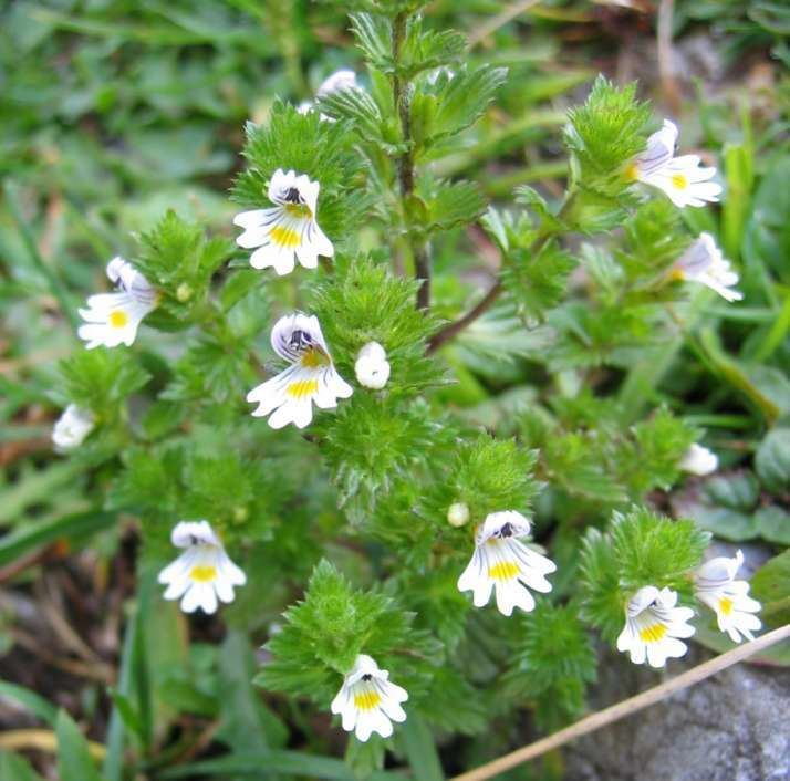 Euphrasia httpsuploadwikimediaorgwikipediacommons99