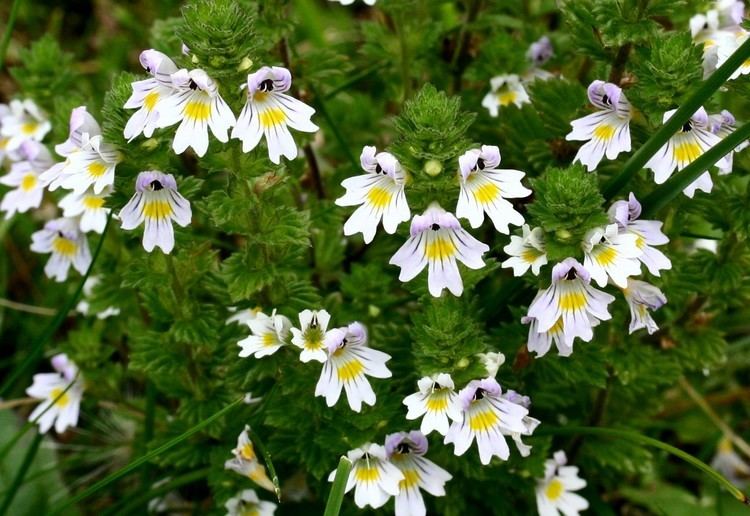 Euphrasia FileEuphrasia rostkoviana ENBLA02jpeg Wikimedia Commons