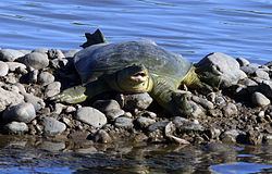 Euphrates softshell turtle Euphrates softshell turtle Wikipedia
